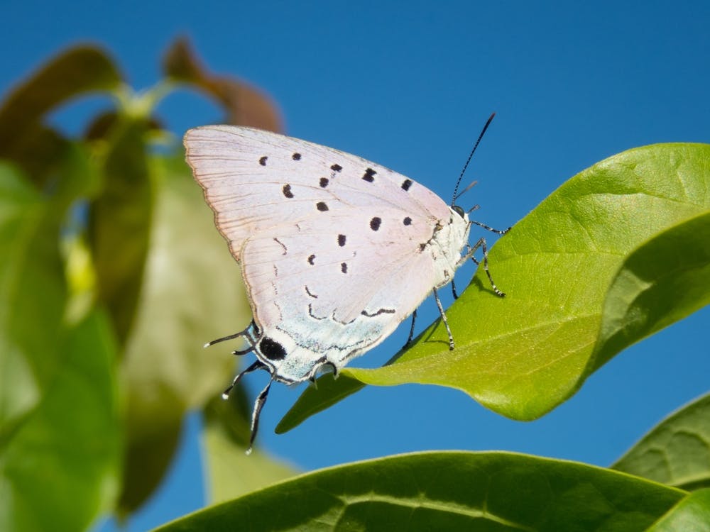 Butterfly On A Leaf