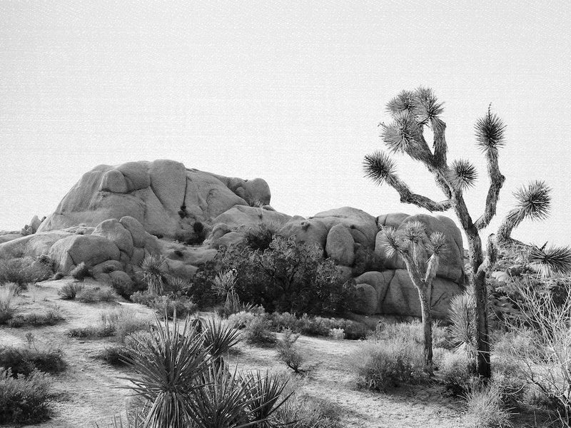 Arizona-Wüste
