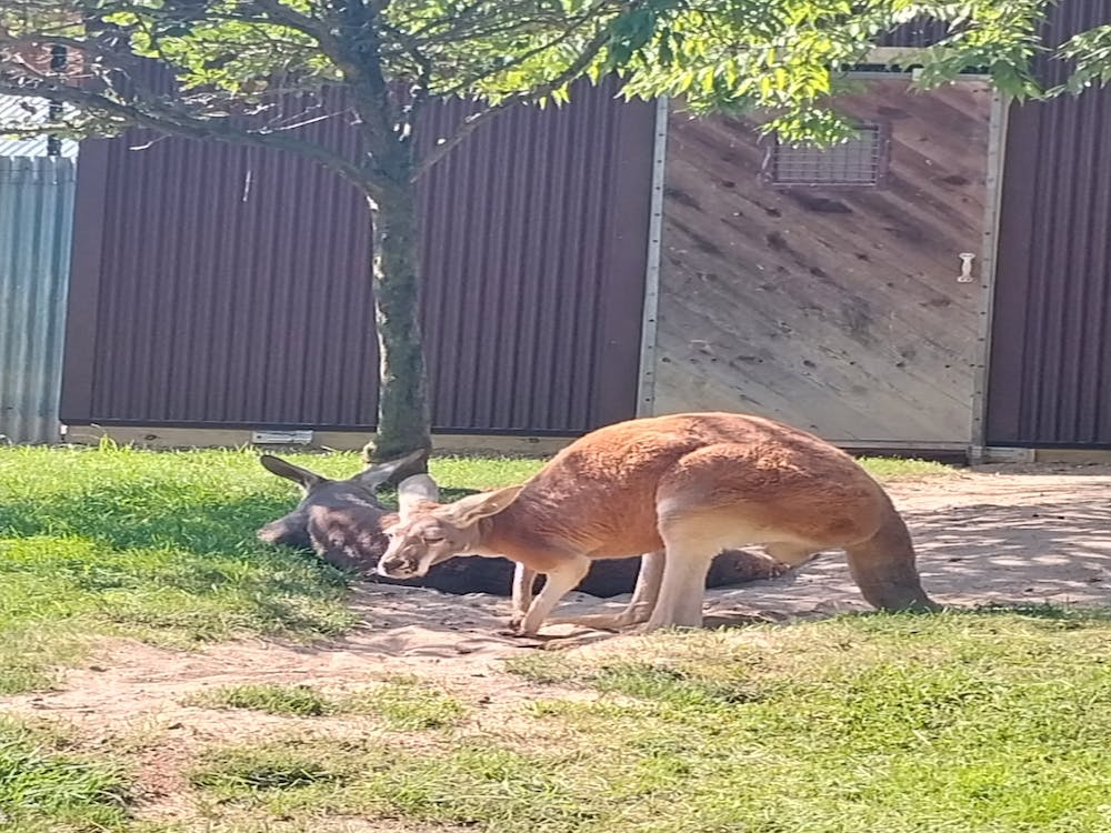 The kangaroo gym