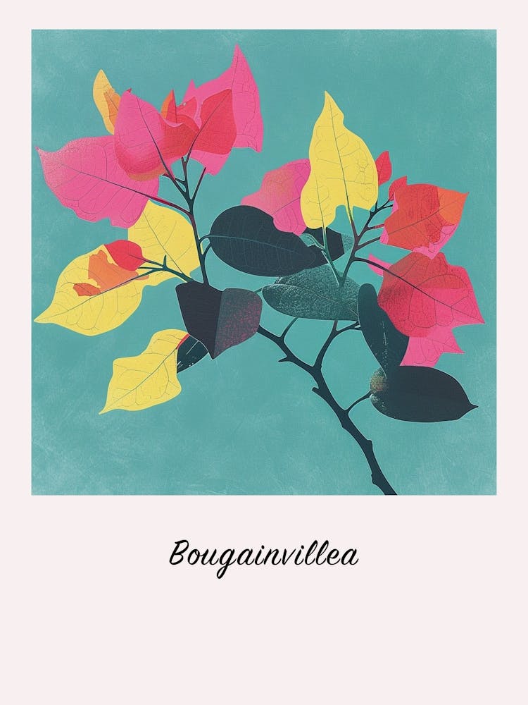 Bougainvillea 1 Square Flower Illustration Poster
