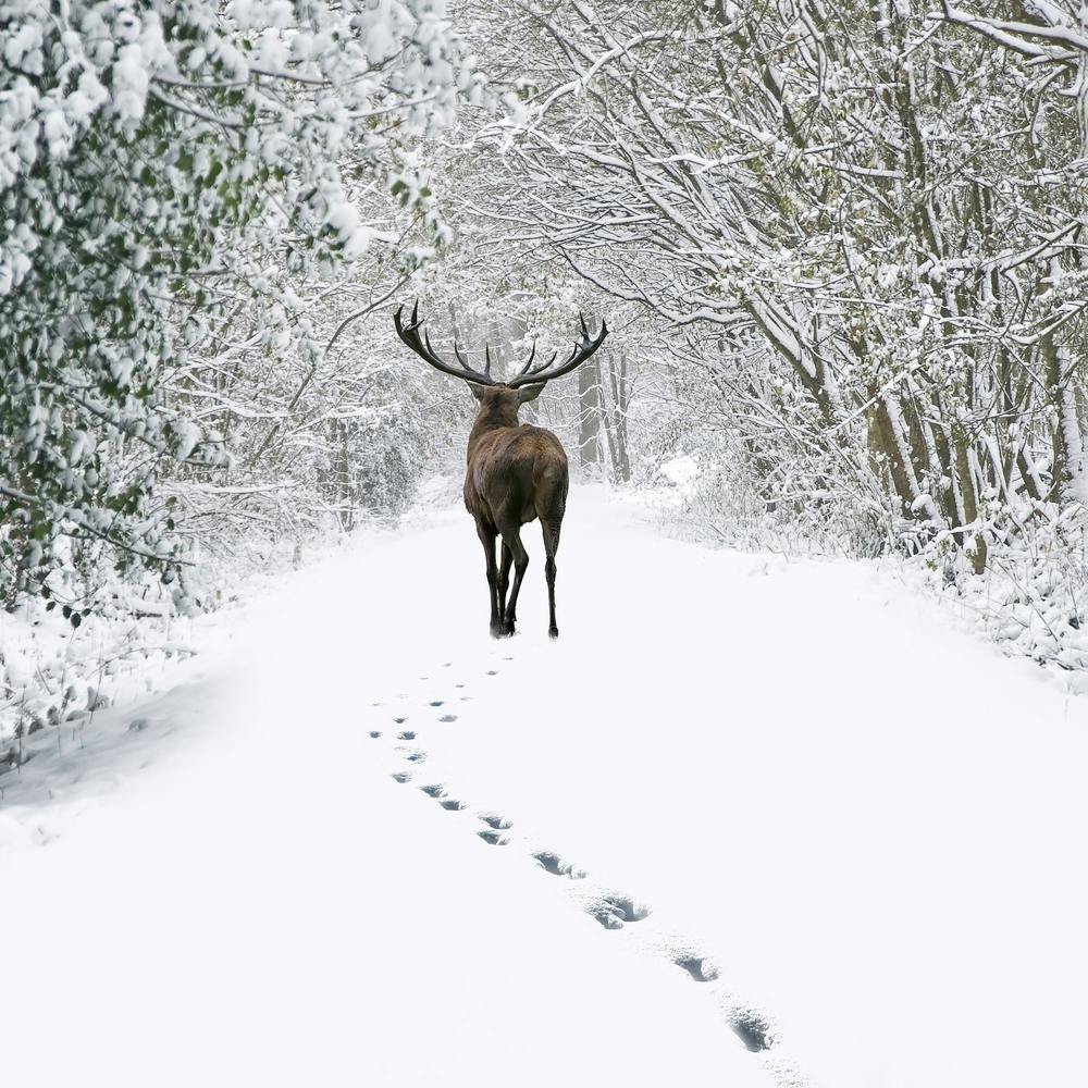 Deer In The Snow 3