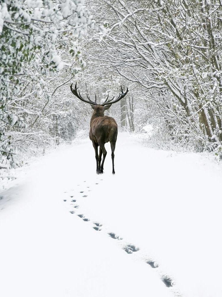 Deer In The Snow 3