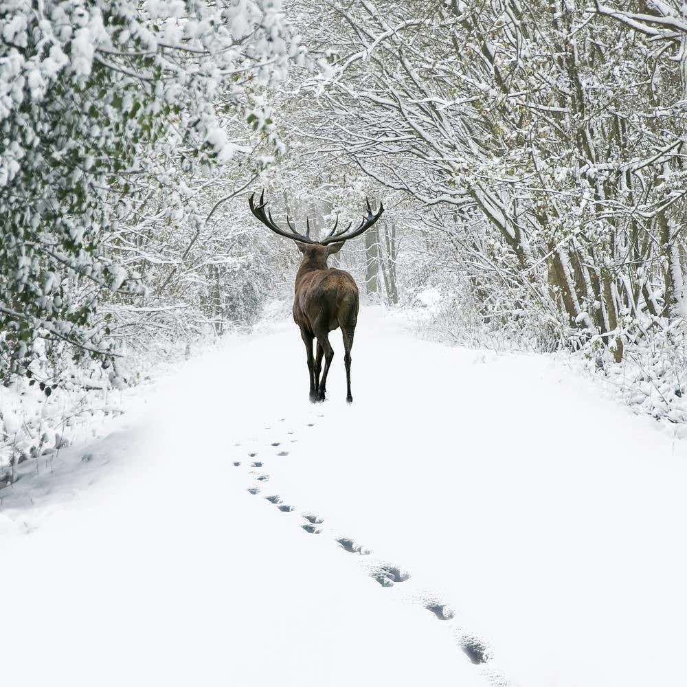 Deer In The Snow 3