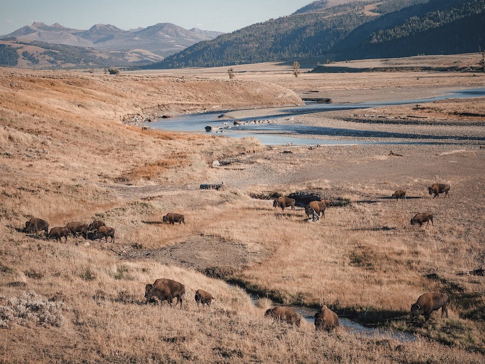 Bison Herd In River Basin