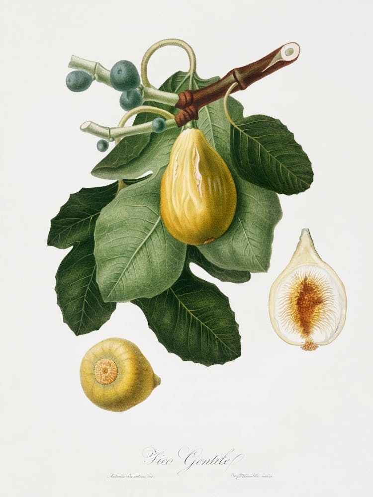 Common Fig (Ficus Carica Sativa) From Pomona Italiana (1817 - 1839), Giorgio Gallesio