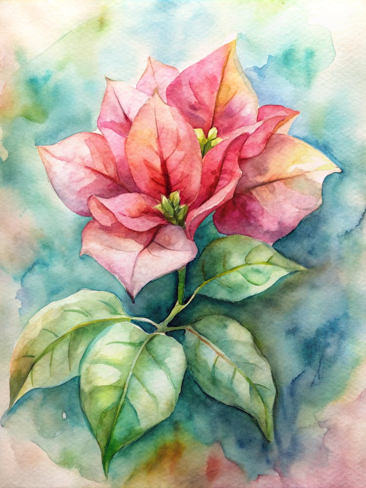 Poinsettia