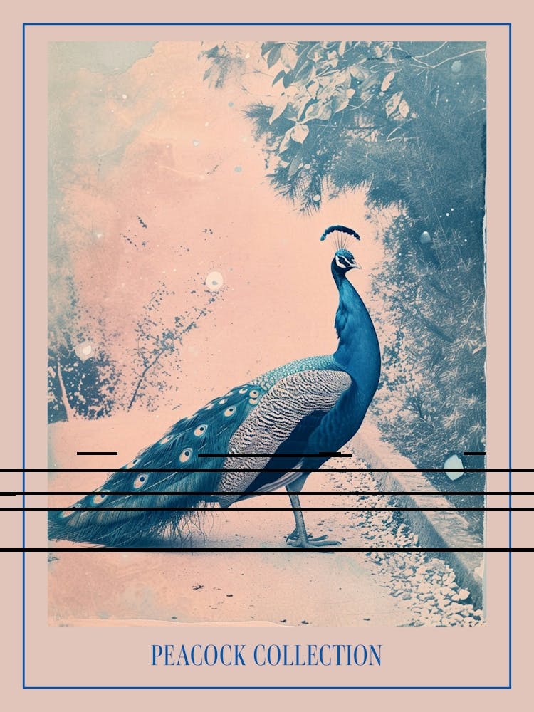 Peacock In The Wild Blue Cyanotype 2 Poster