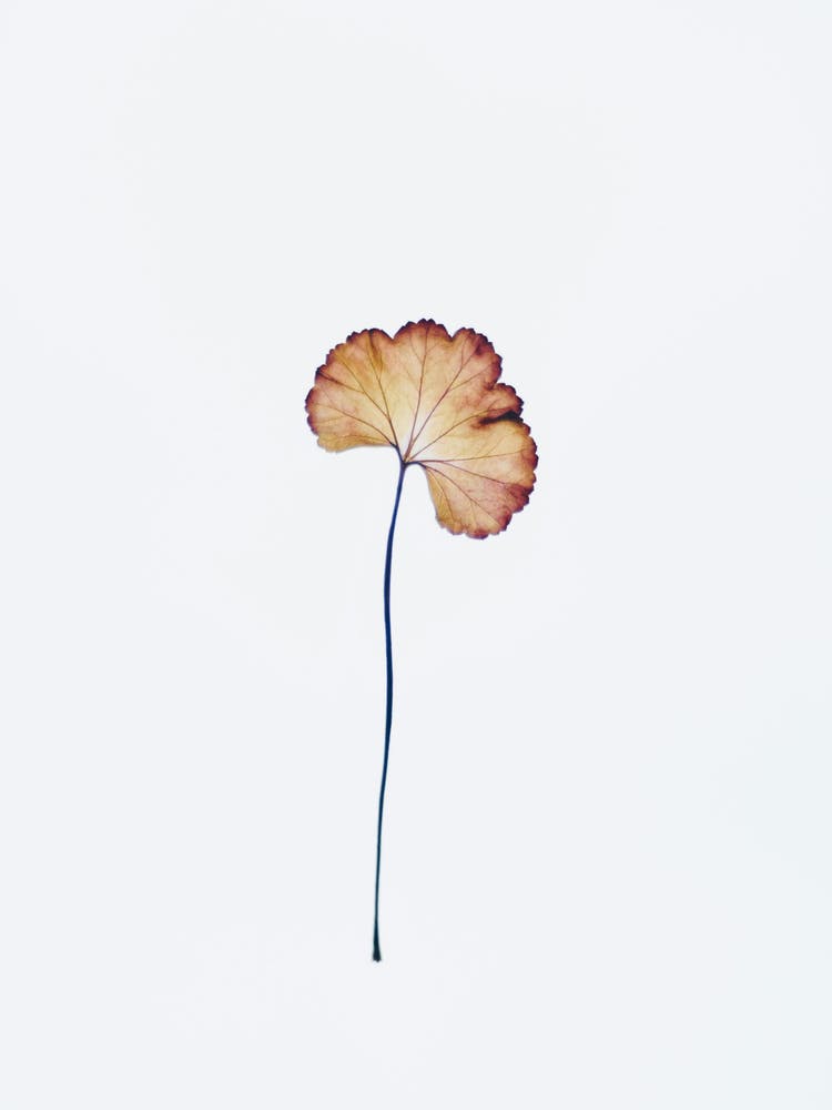Ginkgo Leaf