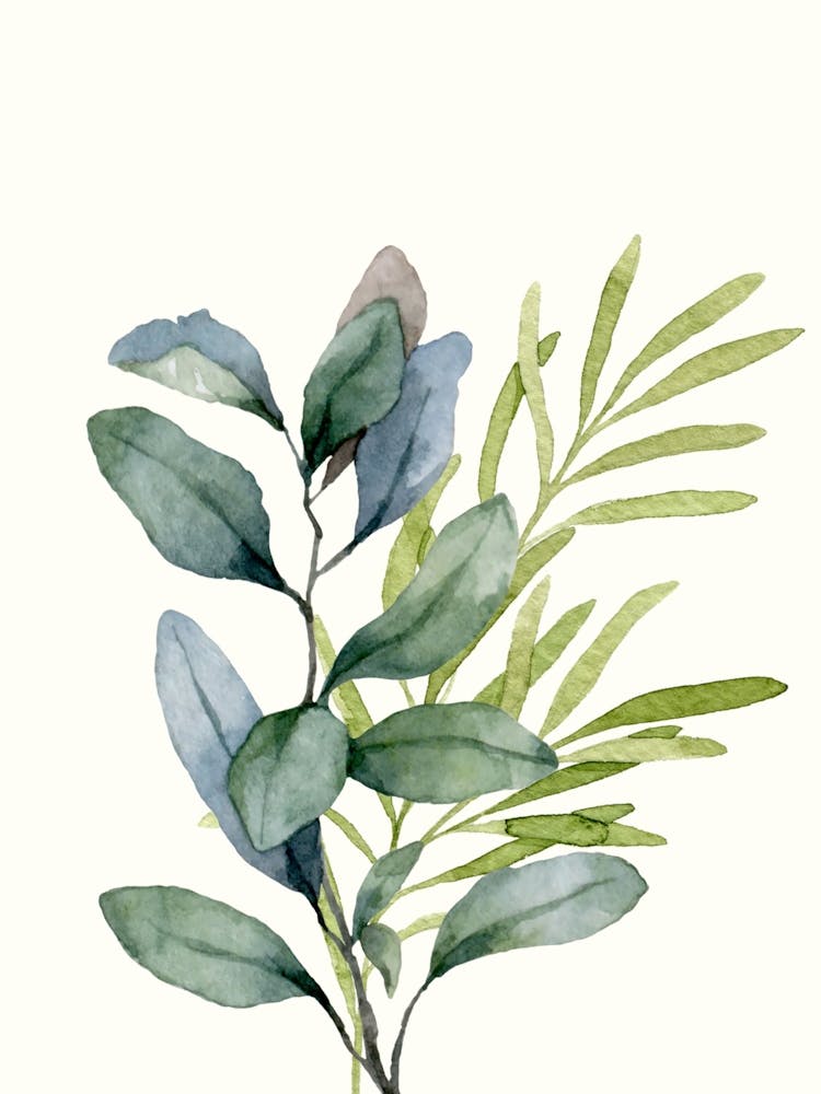 Eucalyptus branches watercolor 1