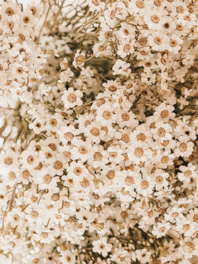 Dried Daisies