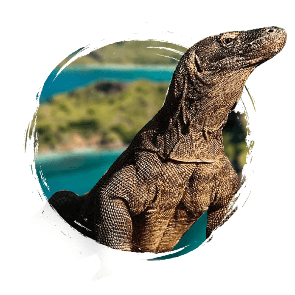 Lizard Komodo Dragon Wonders Of The World Fauna Reptile Animal
