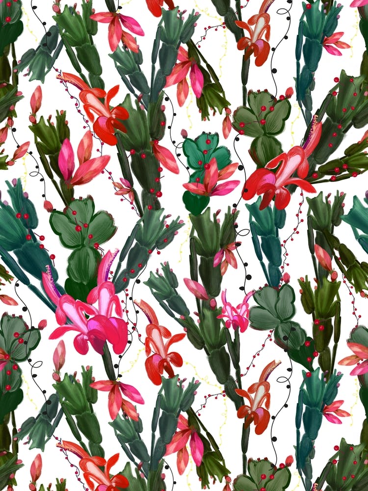 Schlumbergera Christmas Cactus