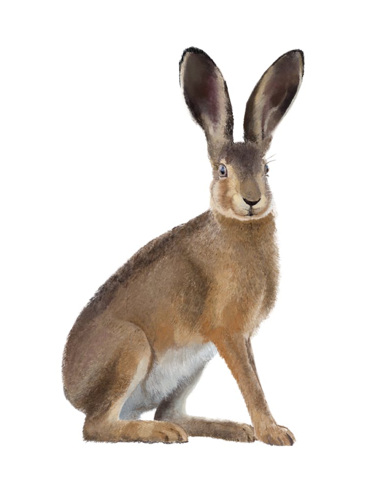 3x4 Hare
