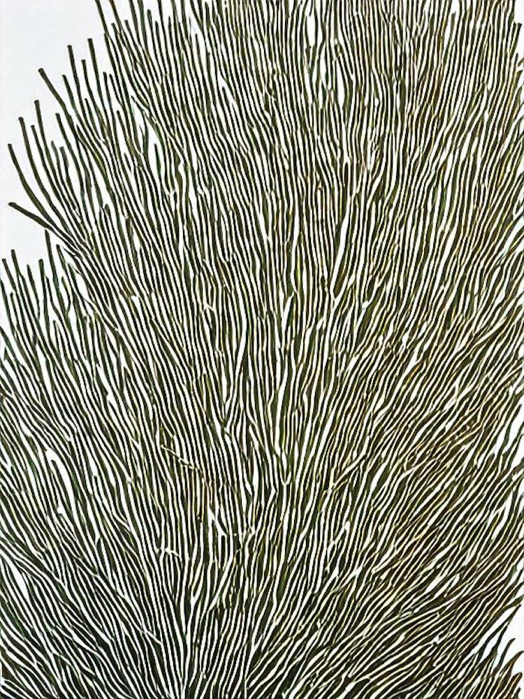 Acropora Microphthalma Linocut