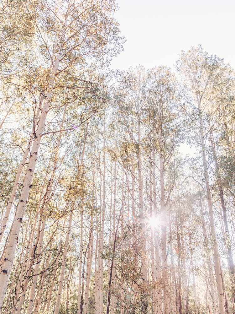 Aspen Sunshine
