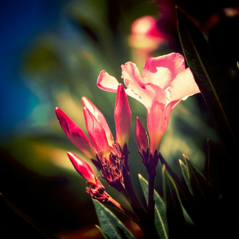 Delicate Oleander Blooms among the Shadows