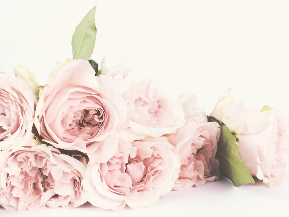 Pink Roses