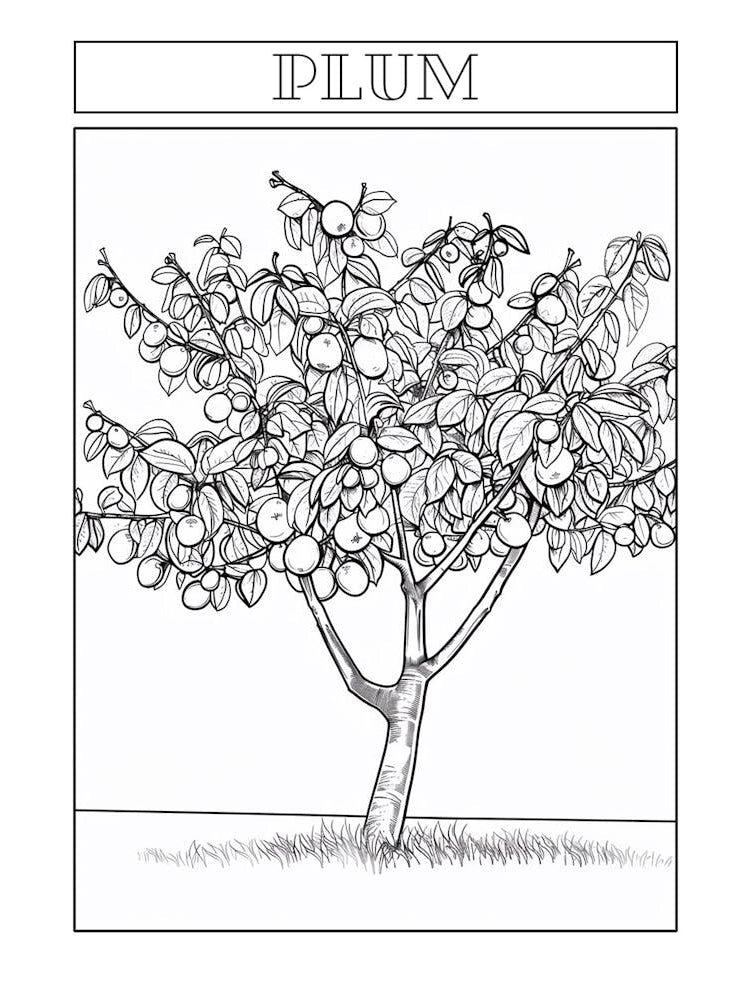 Plum Tree Minimalistic Drawing 3 Poster