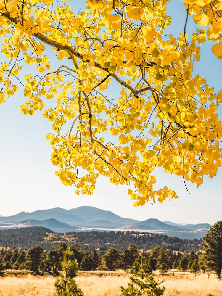 Yellow Autumn Leaves Mountain