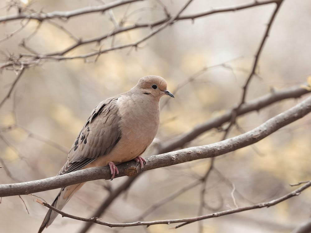 Mourning Dove In Tree