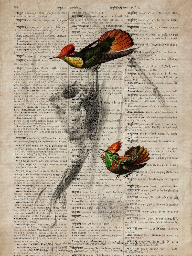 Tufted Neck Humming Bird Dictionnaire Universel Dhistoire Naturelle 