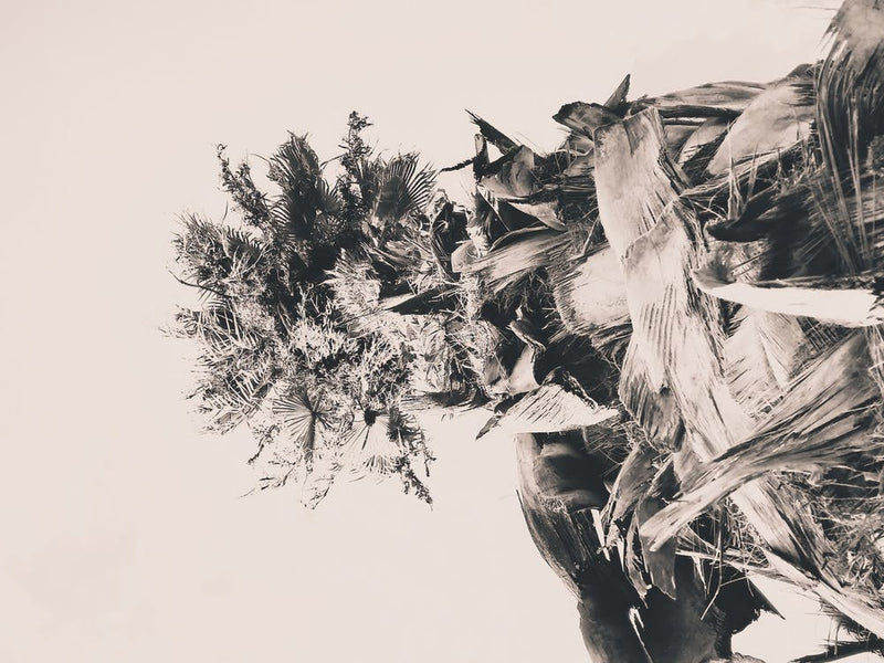 Date Palm Tree From Below 1