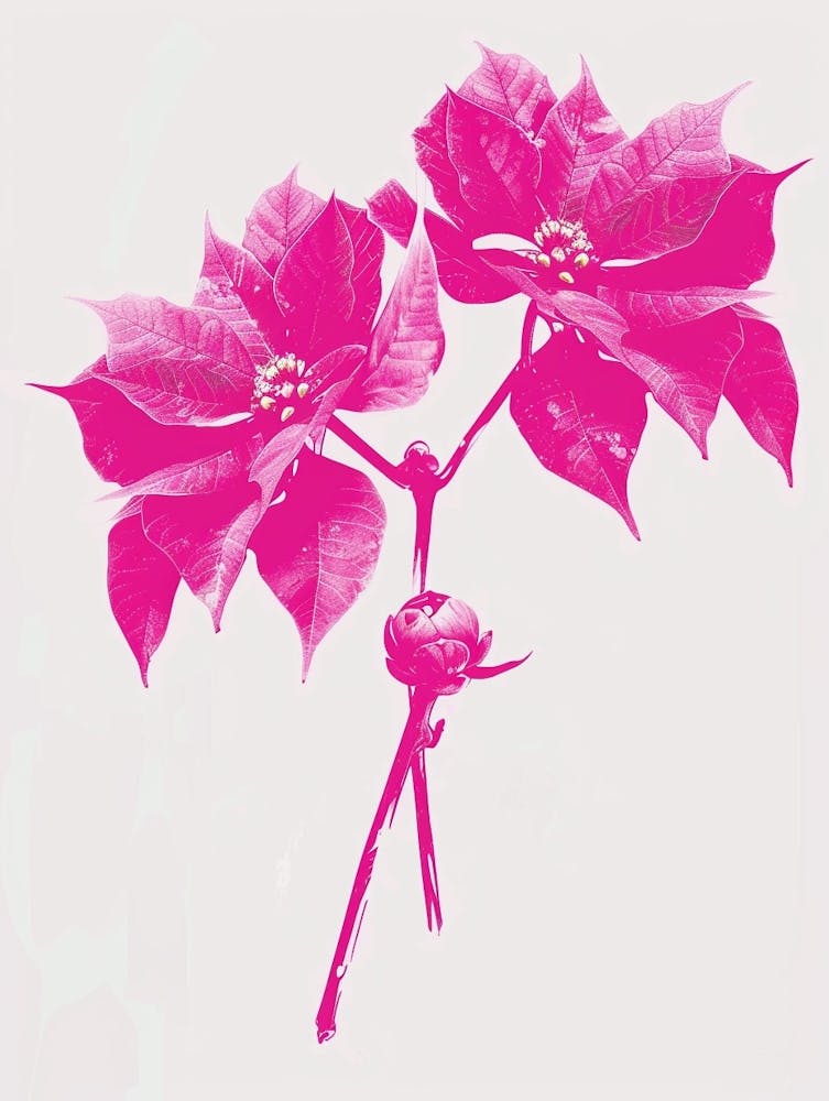 Hot Pink Poinsettia 1