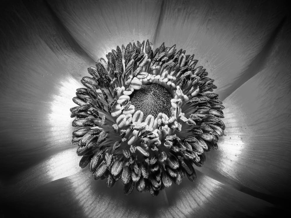 Black And White Flower 18