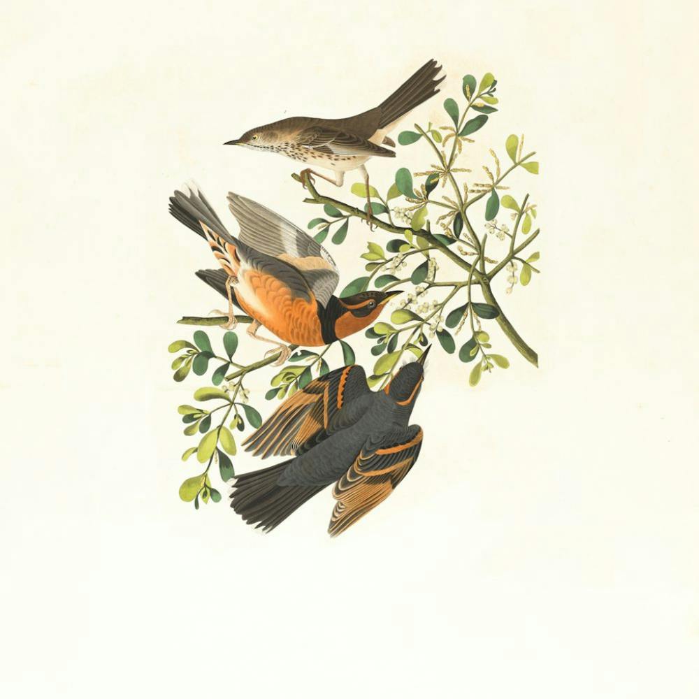 Birds On A Branch