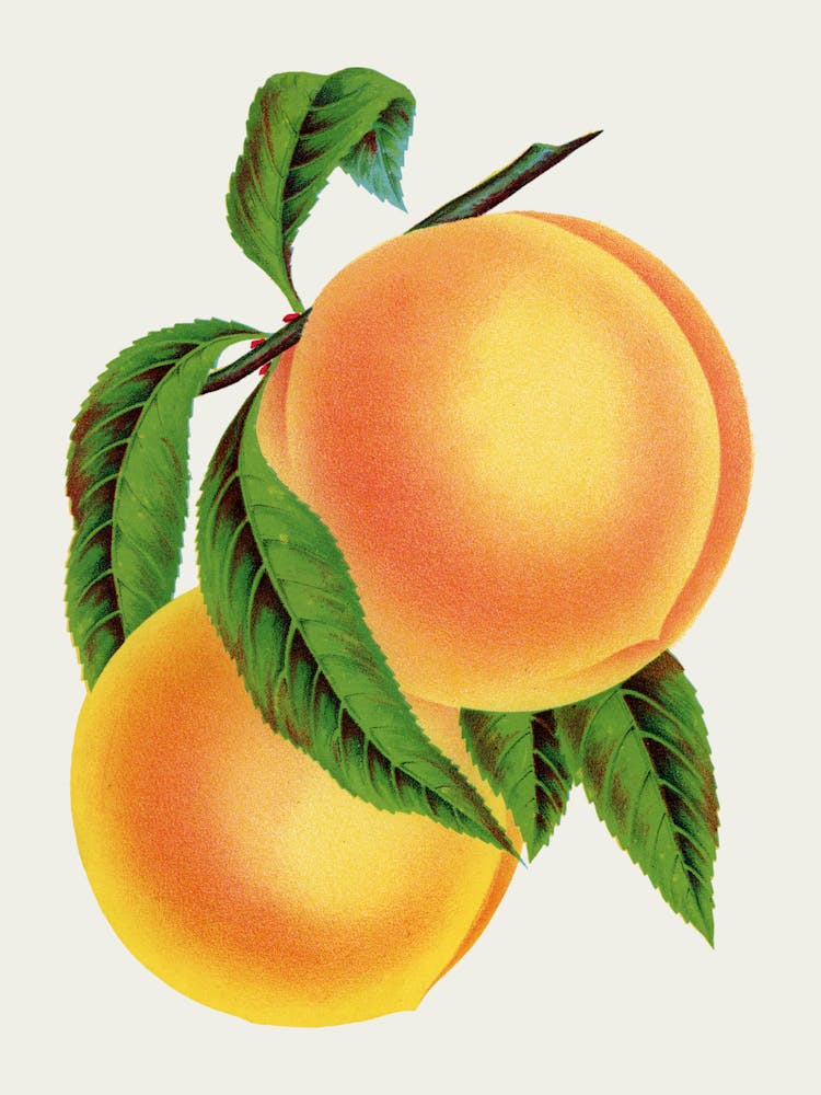 Peaches