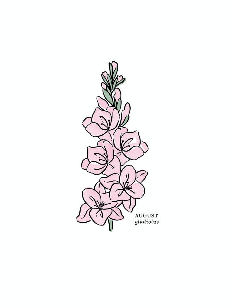August Gladiolus Birth Flower