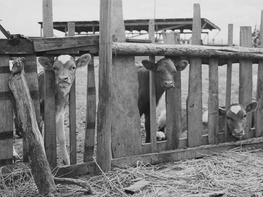Veaux Dans Une Ferme De Fsa (Farm Security Administration) Emprunteur En Réhabilitation, Vale Owyhee Irrigation Project, Malhe