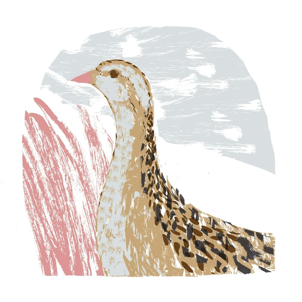 Corncrake Square