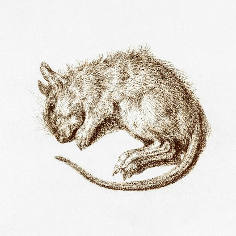 Dead Rat, Jean Bernard