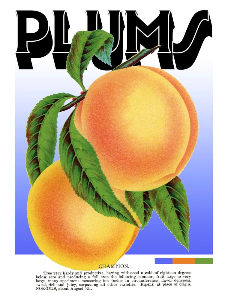 Plums Graphic Wall Art Vintage Unique Eclectic