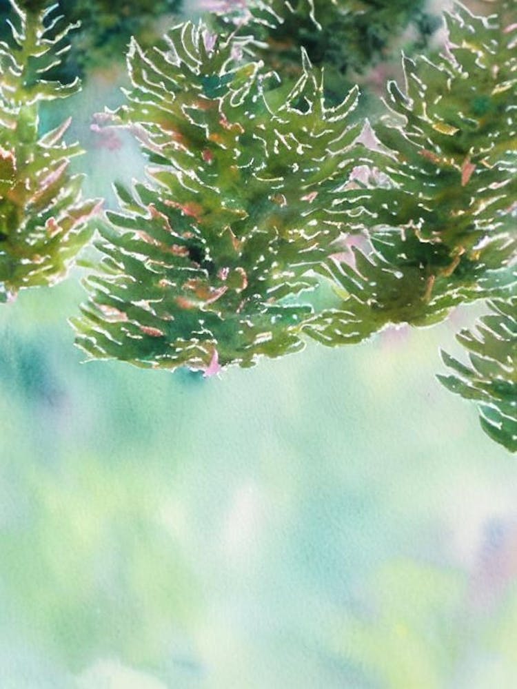 Acropora Echinata Storybook Watercolour