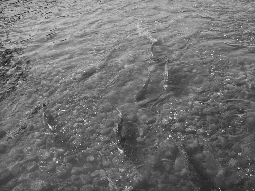 Salmon Coming Up Mill Creek, Tehama County, California By Russell Lee