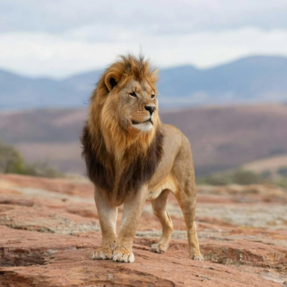 Lion In The Wild
