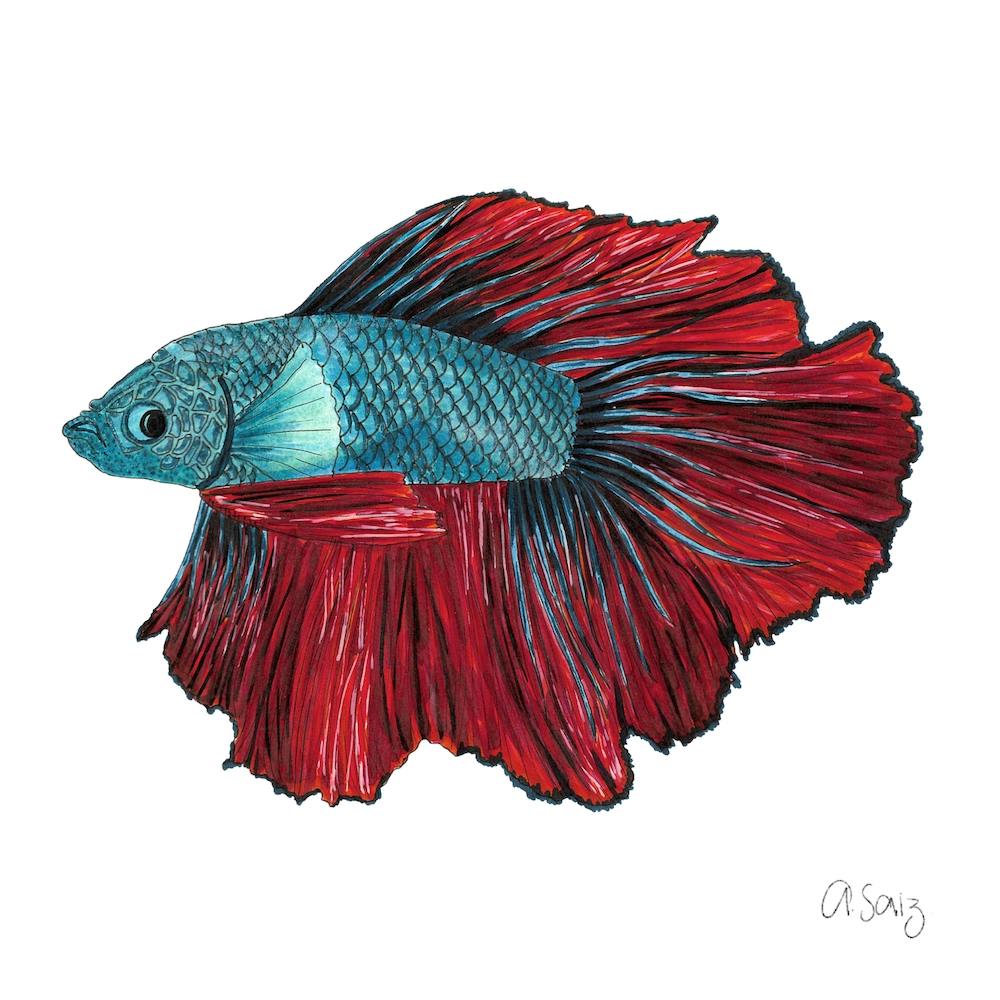 Beta Fish. 1
