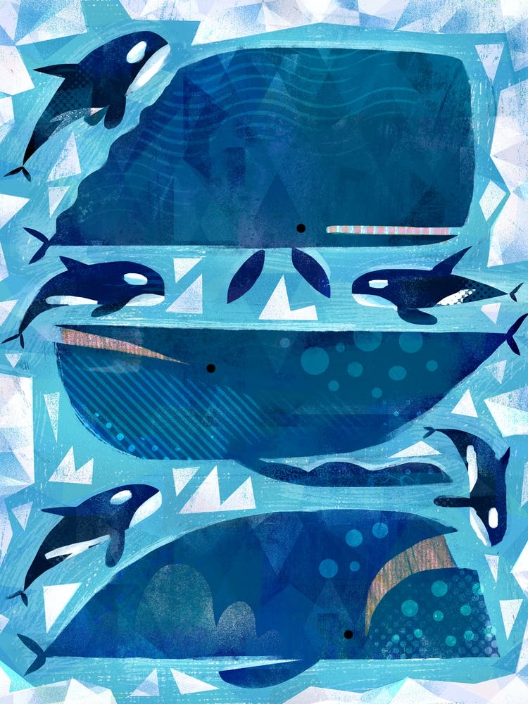 Orcas Whales Fy