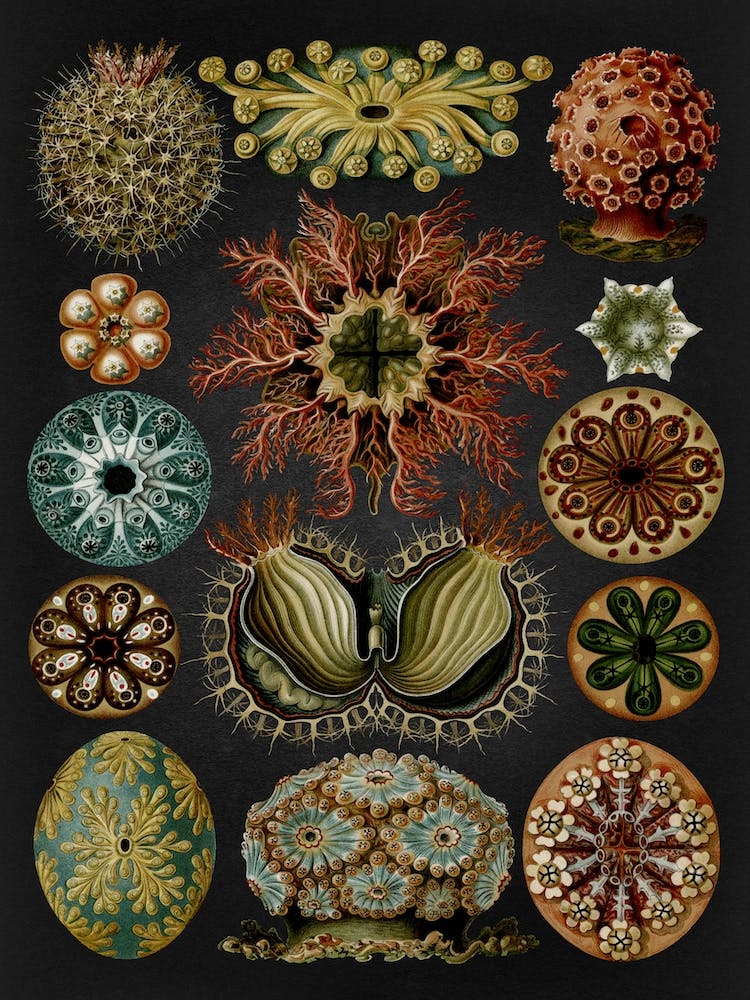 Vintage Haeckel 19 Tafel 85 Seescheiden