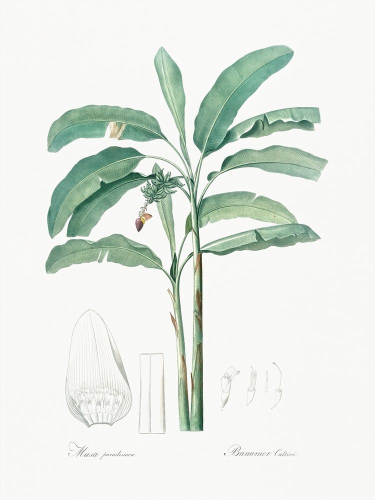 Banana Illustration, Pierre Joseph Redoute 1