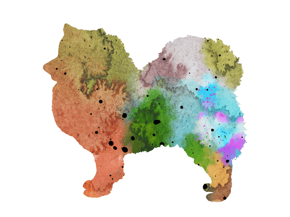 Watercolor American Eskimo dog