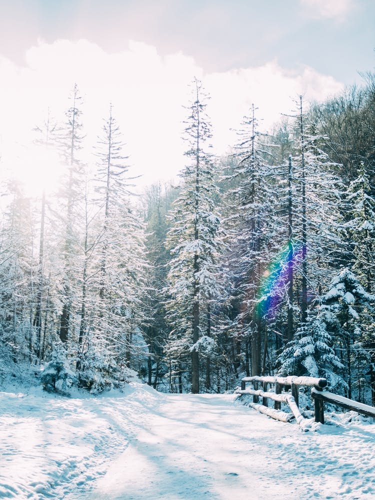 Sunlit Winter Landscape