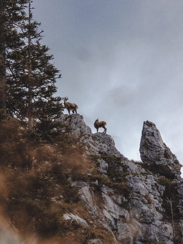 Bighorn Sheep Views