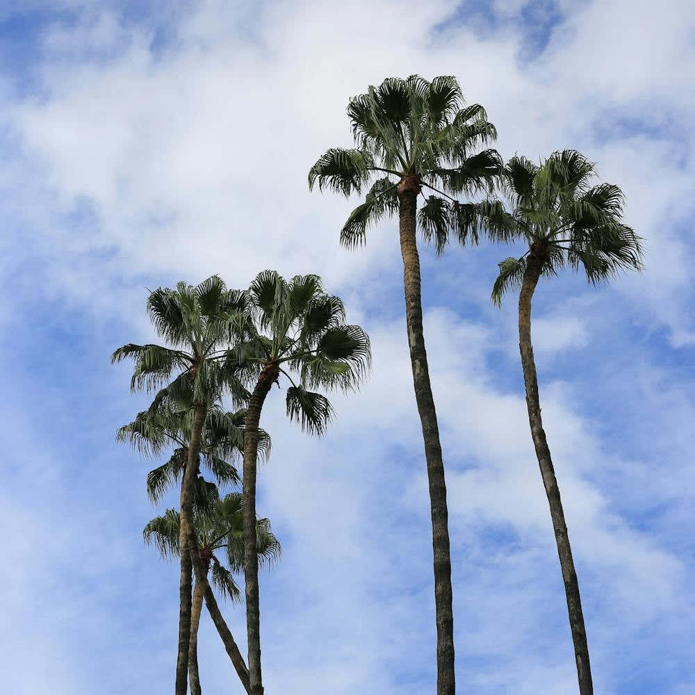 Palm trees in Seville