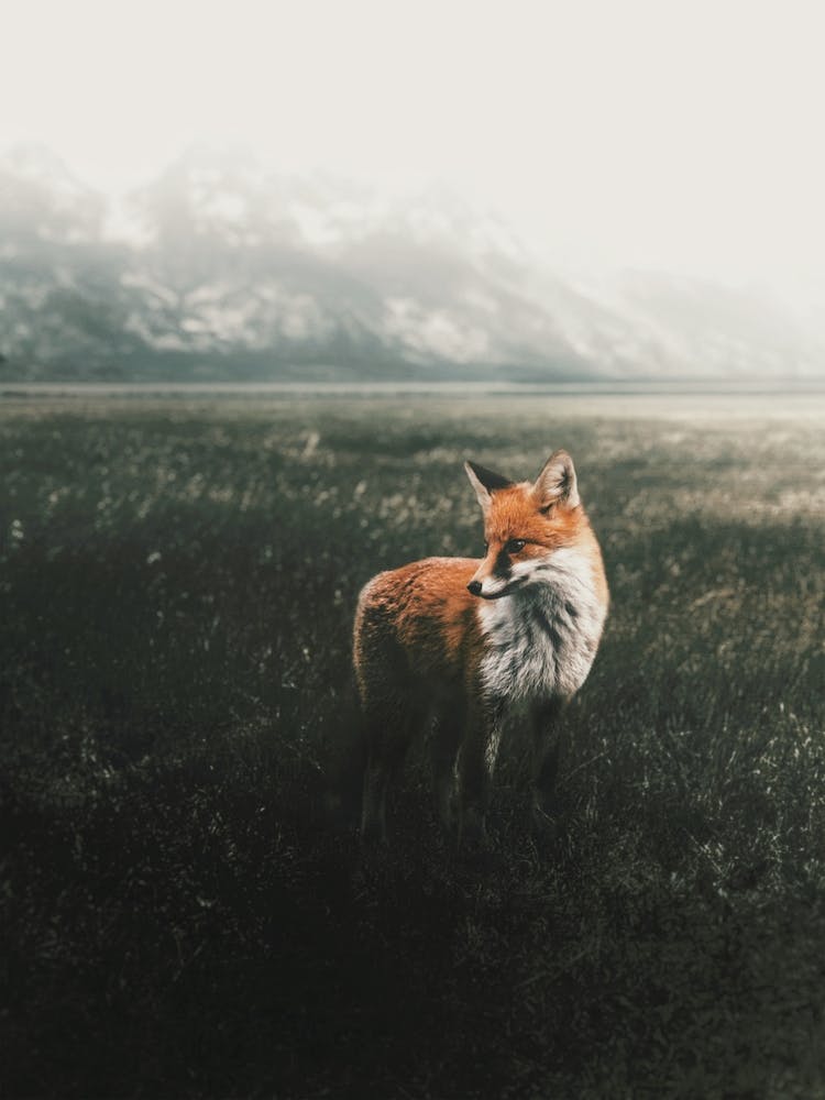 Moody Fox Scenery
