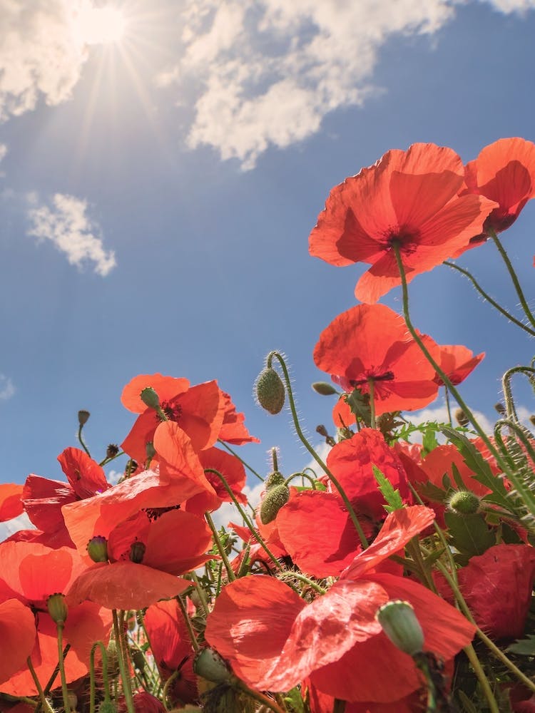 Red poppies field with blue cloudy sky at horizon
