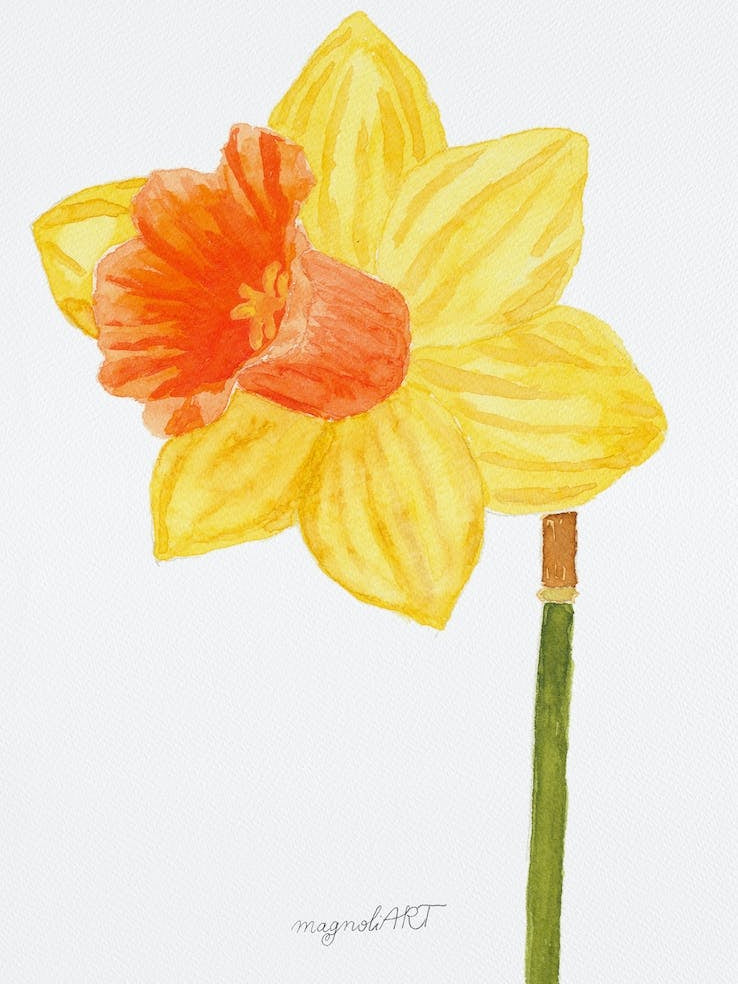 Daffodil 13