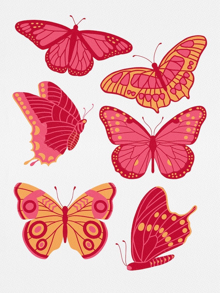 Texas Butterflies   Pink And Orange